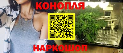 сатива Кандалакша